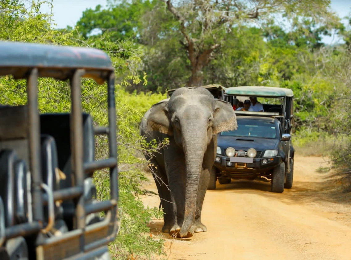 Filming Crew Guided Elephant Safari photo 3